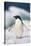 Adelie Penguin, Close-Up-Tom Brakefield-Stretched Canvas