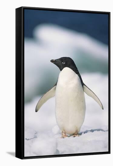 Adelie Penguin, Close-Up-Tom Brakefield-Framed Stretched Canvas