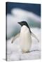 Adelie Penguin, Close-Up-Tom Brakefield-Stretched Canvas