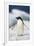 Adelie Penguin, Close-Up-Tom Brakefield-Framed Photographic Print