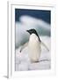 Adelie Penguin, Close-Up-Tom Brakefield-Framed Photographic Print