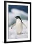 Adelie Penguin, Close-Up-Tom Brakefield-Framed Photographic Print