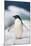 Adelie Penguin, Close-Up-Tom Brakefield-Mounted Photographic Print