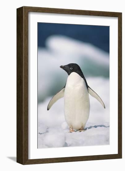 Adelie Penguin, Close-Up-Tom Brakefield-Framed Photographic Print