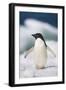 Adelie Penguin, Close-Up-Tom Brakefield-Framed Photographic Print