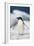 Adelie Penguin, Close-Up-Tom Brakefield-Framed Photographic Print