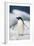 Adelie Penguin, Close-Up-Tom Brakefield-Framed Photographic Print