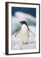 Adelie Penguin, Close-Up-Tom Brakefield-Framed Photographic Print