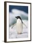 Adelie Penguin, Close-Up-Tom Brakefield-Framed Photographic Print