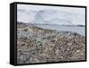 Adelie Penguin Colony (Pygoscelis Adeliae), Commonwealth Bay, Antarctica, Polar Regions-Thorsten Milse-Framed Stretched Canvas