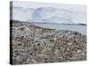 Adelie Penguin Colony (Pygoscelis Adeliae), Commonwealth Bay, Antarctica, Polar Regions-Thorsten Milse-Stretched Canvas
