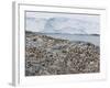 Adelie Penguin Colony (Pygoscelis Adeliae), Commonwealth Bay, Antarctica, Polar Regions-Thorsten Milse-Framed Photographic Print