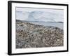 Adelie Penguin Colony (Pygoscelis Adeliae), Commonwealth Bay, Antarctica, Polar Regions-Thorsten Milse-Framed Photographic Print