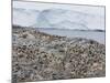 Adelie Penguin Colony (Pygoscelis Adeliae), Commonwealth Bay, Antarctica, Polar Regions-Thorsten Milse-Mounted Photographic Print