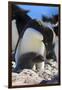 Adelie Penguin. Devil Island, Antarctica.-Tom Norring-Framed Photographic Print