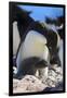 Adelie Penguin. Devil Island, Antarctica.-Tom Norring-Framed Photographic Print