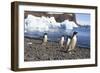 Adelie Penguin. Devil Island, Antarctica.-Tom Norring-Framed Photographic Print