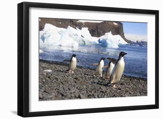 Adelie Penguin. Devil Island, Antarctica.-Tom Norring-Framed Photographic Print