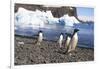 Adelie Penguin. Devil Island, Antarctica.-Tom Norring-Framed Photographic Print