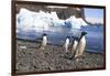 Adelie Penguin. Devil Island, Antarctica.-Tom Norring-Framed Photographic Print