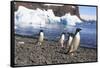 Adelie Penguin. Devil Island, Antarctica.-Tom Norring-Framed Stretched Canvas