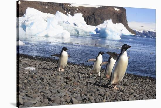 Adelie Penguin. Devil Island, Antarctica.-Tom Norring-Stretched Canvas
