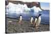 Adelie Penguin. Devil Island, Antarctica.-Tom Norring-Stretched Canvas