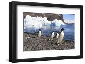 Adelie Penguin. Devil Island, Antarctica.-Tom Norring-Framed Photographic Print