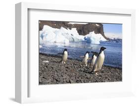 Adelie Penguin. Devil Island, Antarctica.-Tom Norring-Framed Photographic Print