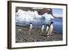 Adelie Penguin. Devil Island, Antarctica.-Tom Norring-Framed Photographic Print