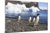 Adelie Penguin. Devil Island, Antarctica.-Tom Norring-Mounted Photographic Print