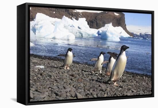 Adelie Penguin. Devil Island, Antarctica.-Tom Norring-Framed Stretched Canvas