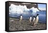 Adelie Penguin. Devil Island, Antarctica.-Tom Norring-Framed Stretched Canvas