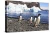 Adelie Penguin. Devil Island, Antarctica.-Tom Norring-Stretched Canvas