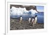 Adelie Penguin. Devil Island, Antarctica.-Tom Norring-Framed Photographic Print