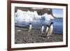 Adelie Penguin. Devil Island, Antarctica.-Tom Norring-Framed Photographic Print