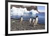 Adelie Penguin. Devil Island, Antarctica.-Tom Norring-Framed Photographic Print