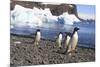 Adelie Penguin. Devil Island, Antarctica.-Tom Norring-Mounted Photographic Print