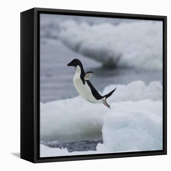 Adelie Penguin Dive-Joe McDonald-Framed Stretched Canvas