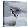Adelie Penguin Dive-Joe McDonald-Stretched Canvas