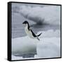 Adelie Penguin Dive-Joe McDonald-Framed Stretched Canvas