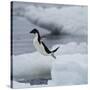 Adelie Penguin Dive-Joe McDonald-Stretched Canvas