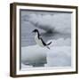 Adelie Penguin Dive-Joe McDonald-Framed Photographic Print