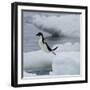 Adelie Penguin Dive-Joe McDonald-Framed Photographic Print