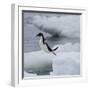 Adelie Penguin Dive-Joe McDonald-Framed Photographic Print