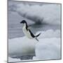 Adelie Penguin Dive-Joe McDonald-Mounted Photographic Print