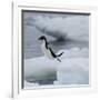 Adelie Penguin Dive-Joe McDonald-Framed Photographic Print