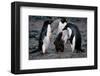 Adelie Penguin Family-null-Framed Art Print