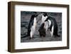 Adelie Penguin Family-null-Framed Art Print