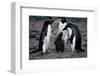 Adelie Penguin Family-null-Framed Art Print